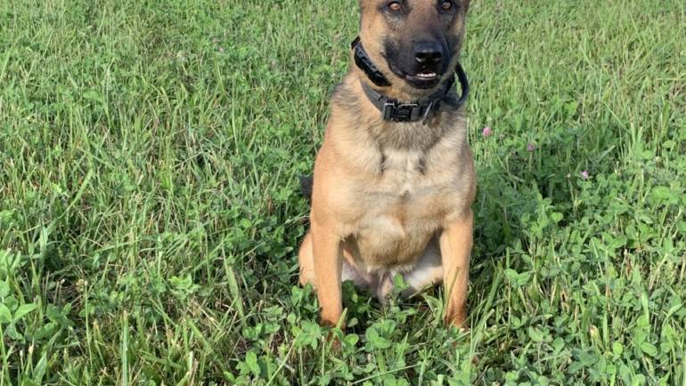 Christian County Sheriff’s Office K9 “Hamer” to Get Donation of Body Armor